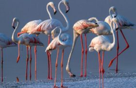 تغییر الگوی مهاجرت فلامینگوها به دلیل خشکی دریاچه ارومیه