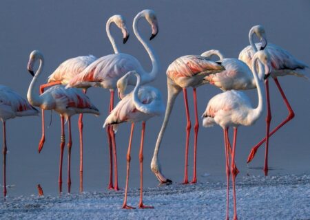 تغییر الگوی مهاجرت فلامینگوها به دلیل خشکی دریاچه ارومیه