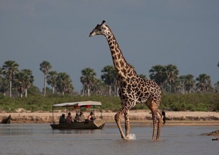 ببینید/ ویدئویی دلخراش از یک زرافه با پای شکسته