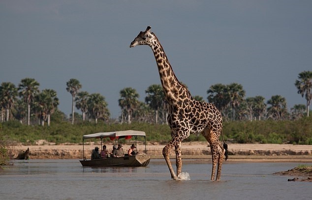 ببینید/ ویدئویی دلخراش از یک زرافه با پای شکسته