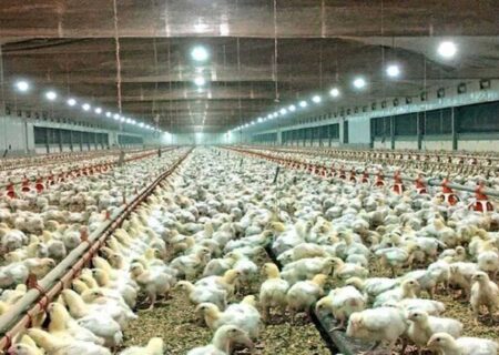 تولید قراردادی مرغ در آذربایجان شرقی آغاز شده است