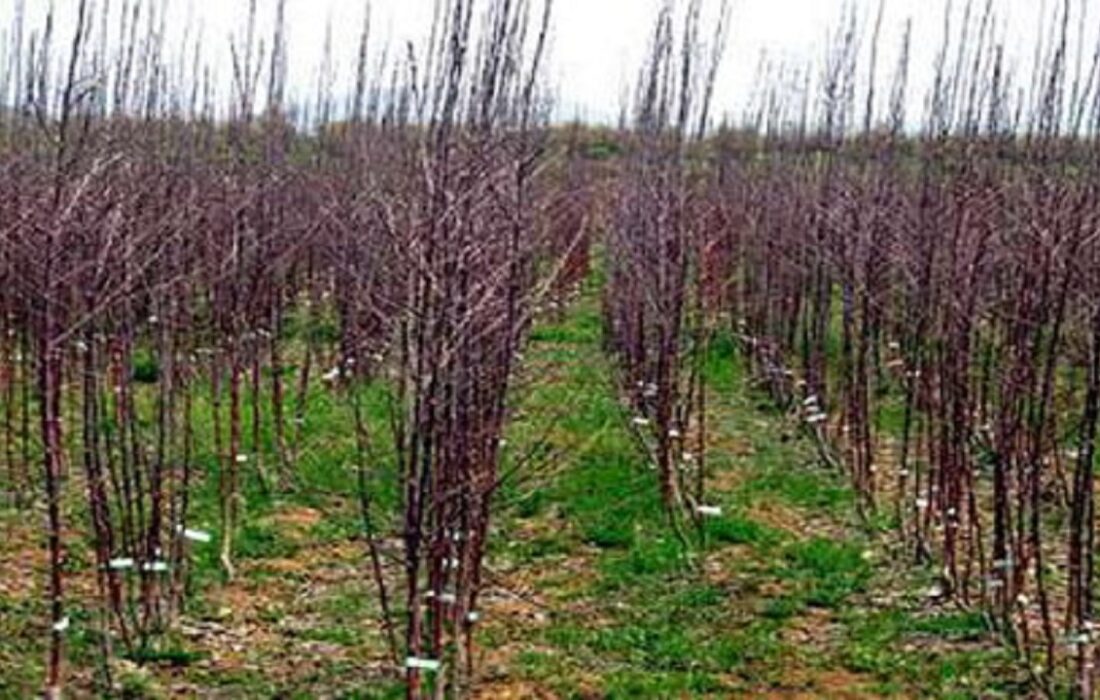 فعالیت ۳۸ نهالستان در آذربایجان شرقی: