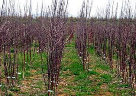 فعالیت ۳۸ نهالستان در آذربایجان شرقی: